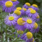 Fleabane daisy 1000 seeds Erigeron speciosus * Showy * Garden * perennial *SHIPPING FROM US* CombSH