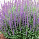 Hyssop Hyssopus officinalis 500 seeds * Grow your own herb * ez grow *SHIPPING FROM US* CombSH E22