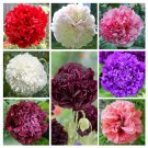 Peony Poppy Double Mix 1,000 seeds Papaver paeoniflorum *SHIPPING FROM US* CombSH