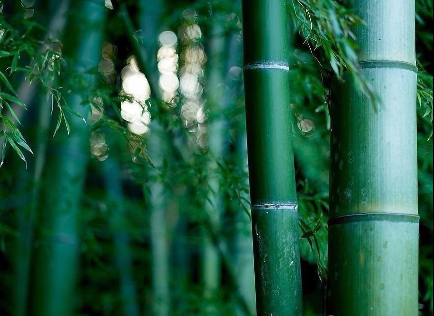 moso bamboo phyllostachys pubescens giant bamboo