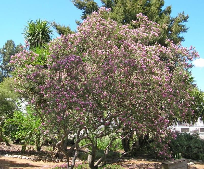 30 Desert Willow seeds （Chilopsis linearis） Ornamental Tree *SHIPPING ...