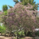 30 Desert Willow seeds （Chilopsis linearis） Ornamental Tree *SHIPPING FROM US* CombSH