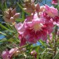 30 Desert Willow seeds &iuml;&frac14;�Chilopsis linearis&iuml;&frac14;� Ornamental Tree *SHIPPING FROM US* CombSH