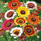 Tricolor Painted Daisy Mix 250 seeds Chrysanthemum carinatum *Colorful*  *SHIPPING FROM US* CombSH