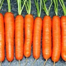 Scarlet Nantes Carrot 1500 seeds * NON GMO * ez grow * *SHIPPING FROM US* CombSH I21