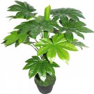 10 + japanese aralia (Fatsia japonica) seeds Ornamental Bonsai shrub Tree I72