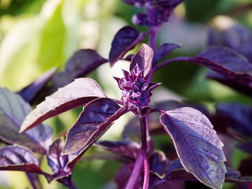 Purple Dark Opal Basil 500 seeds  * Grow your own herb * easy grow * salad E56
