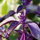 Purple Dark Opal Basil 500 seeds  * Grow your own herb * easy grow * salad E56