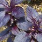 Purple Dark Opal Basil 500 seeds * Grow your own herb * easy grow * salad E56