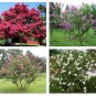 50 + Common Crape myrtle seeds Lagerstroemia indica Mix Color Ornamental *SHIPPING FROM US* CombSH