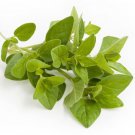 Italian Oregano Origanum Vulgare 500 seeds * herb * ez grow * E45
