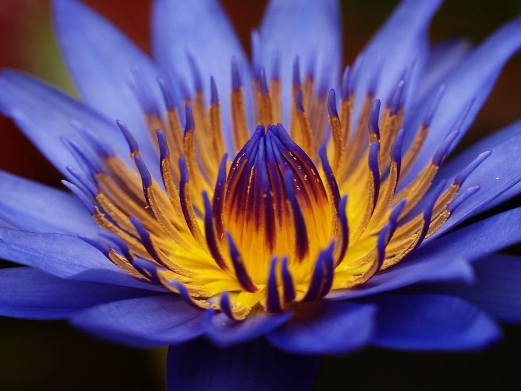 Egyptian Sacred Blue Water lily Nymphaea Caerulea 10 seeds Not lotus ...