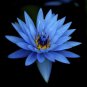 Egyptian Sacred Blue Water lily Nymphaea Caerulea 10 seeds Not lotus *SHIPPING FROM US* CombSH A58