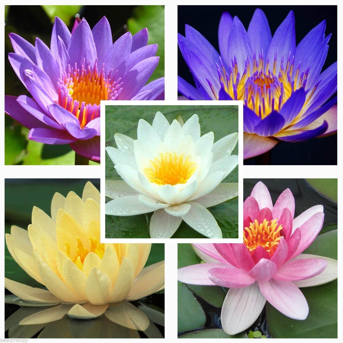 Water lily Mix Nymphaeaceae 10 seeds * Fresh seeds * Not lotus ...