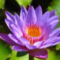 Water lily Mix Nymphaeaceae 10 seeds * Fresh seeds * Not lotus * *SHIPPING FROM US* CombSH
