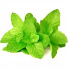 Spearmint Mentha Spicata 250 seeds * Grow your own herb * ez grow * E88