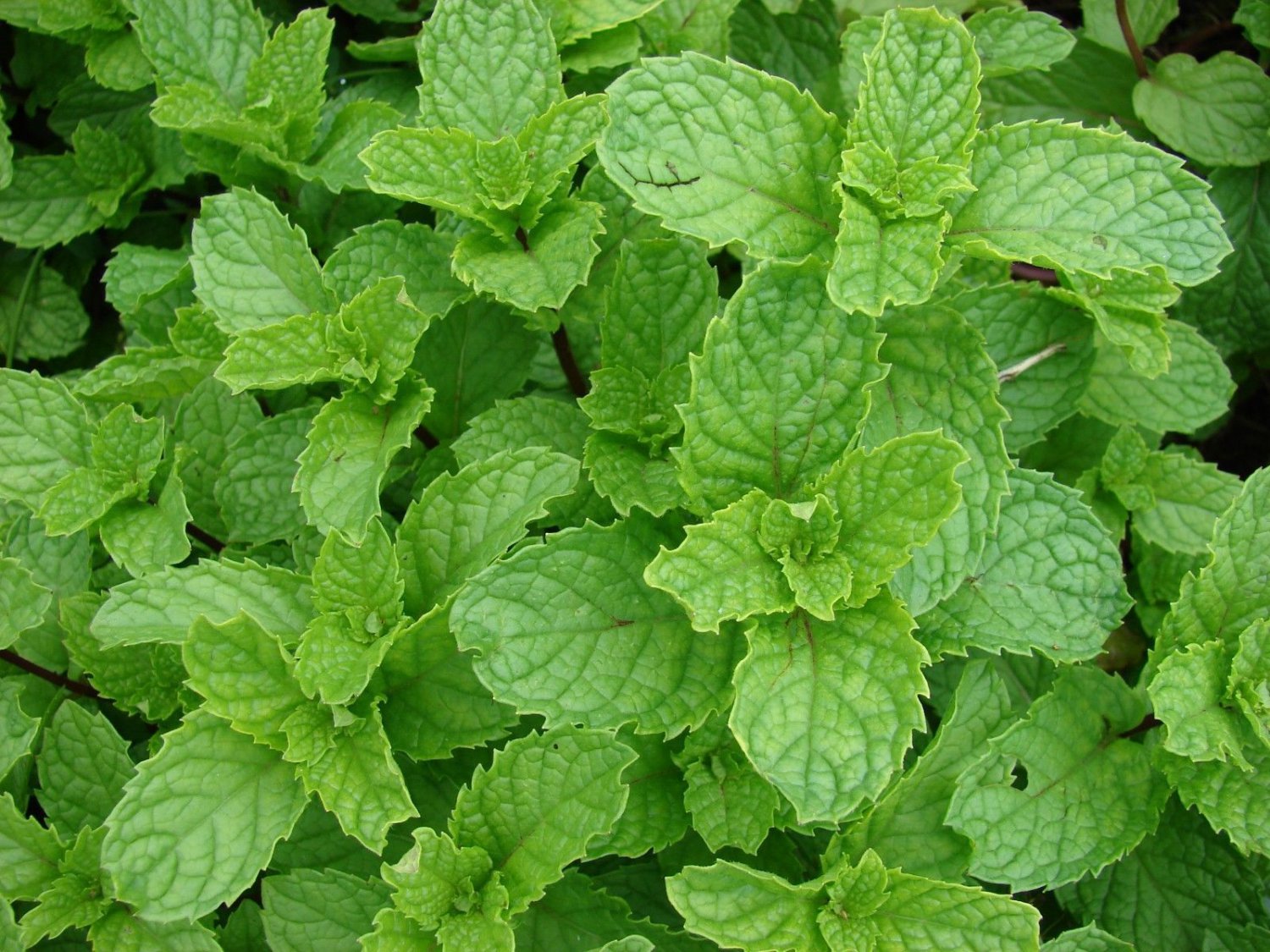 Spearmint Mentha Spicata 250 seeds * Grow your own herb * ez grow * E88