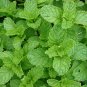 Spearmint Mentha Spicata 250 seeds * Grow your own herb * ez grow * E88