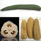 Luffa Gourd / Sponge Gourd 25 seeds *Heirloom*Non GMO* Natural Sponge *SHIPPING FROM US* CombSH H34