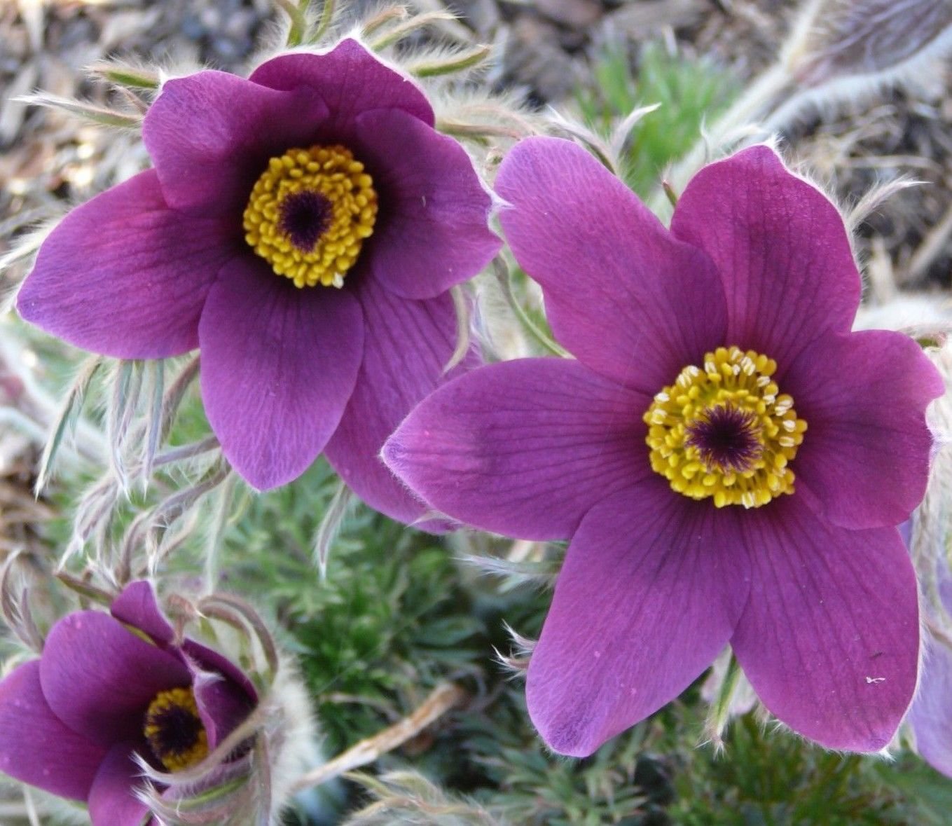 Violet Pasque Flower Anemone Pulsatilla Vulgaris Violet 25 Seed ...