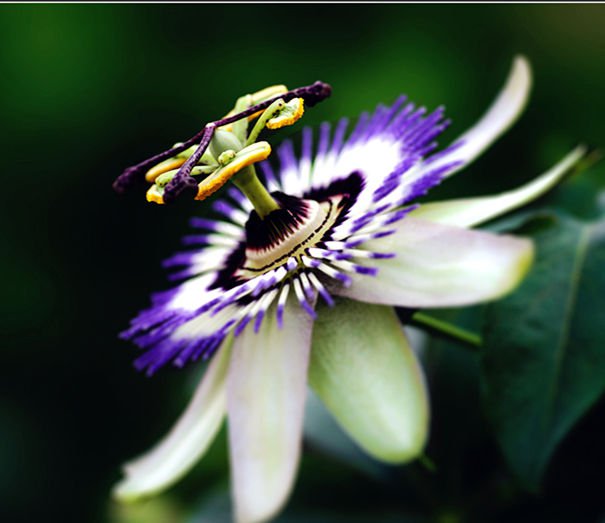Passion Flower Passiflora Caerulea 10 seeds Tropical Climbing Vine Fruit *SHIPPING FROM US* CombSH