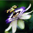 Passion Flower Passiflora Caerulea 10 seeds Tropical Climbing Vine Fruit *SHIPPING FROM US* CombSH