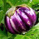 Rosa Bianica Eggplant 250 seeds * NON GMO * ez grow * *SHIPPING FROM US* CombSH I25
