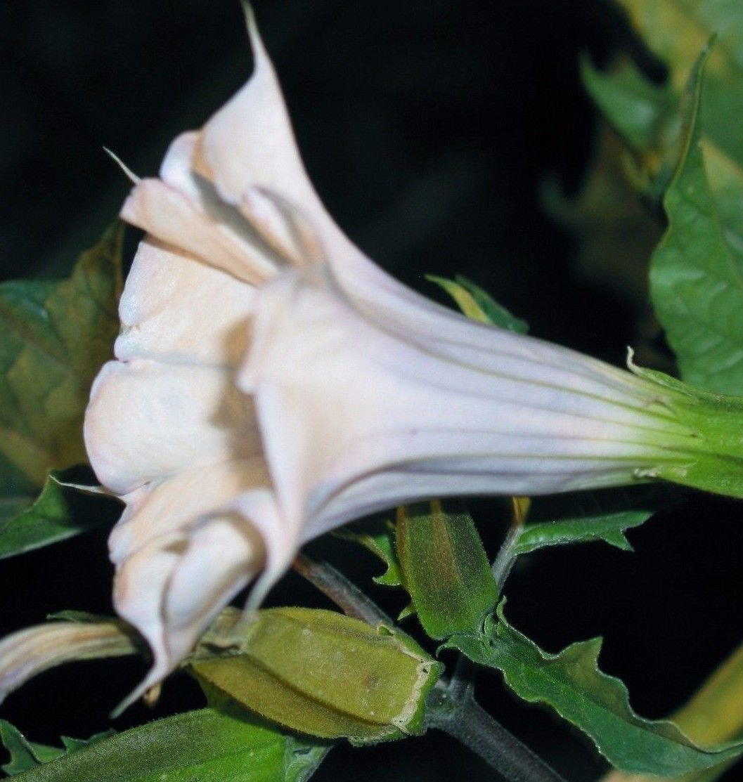 Jimson Weed / Devil's Trumpet 50 Seeds Datura Stramonium *SHIPPING FROM ...