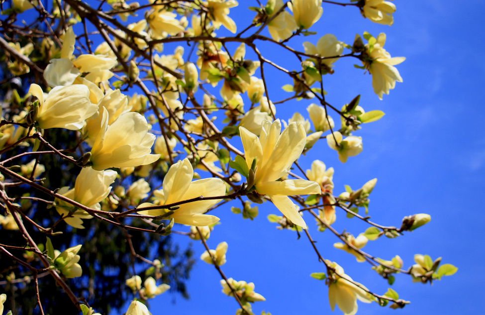 5 Magnolia champaca seeds * Fragrant *  Ornamental Tree *SHIPPING FROM US* CombSH M56