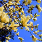 5 Magnolia champaca seeds * Fragrant *  Ornamental Tree *SHIPPING FROM US* CombSH M56