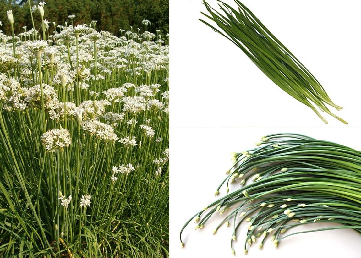 Allium ramosum - Image of an specimen - Plantarium