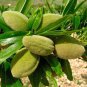 Sweet Almond Tree Prunus dulcis var. dulcis 5 seeds * Bonsai *Nut Tree* *SHIPPING FROM US* CombSH