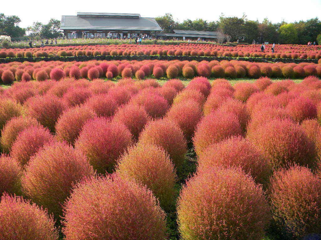 KOCHIA SCOPARIA burning bush 2500 seeds Exotic * Ornamental * easy grow ...