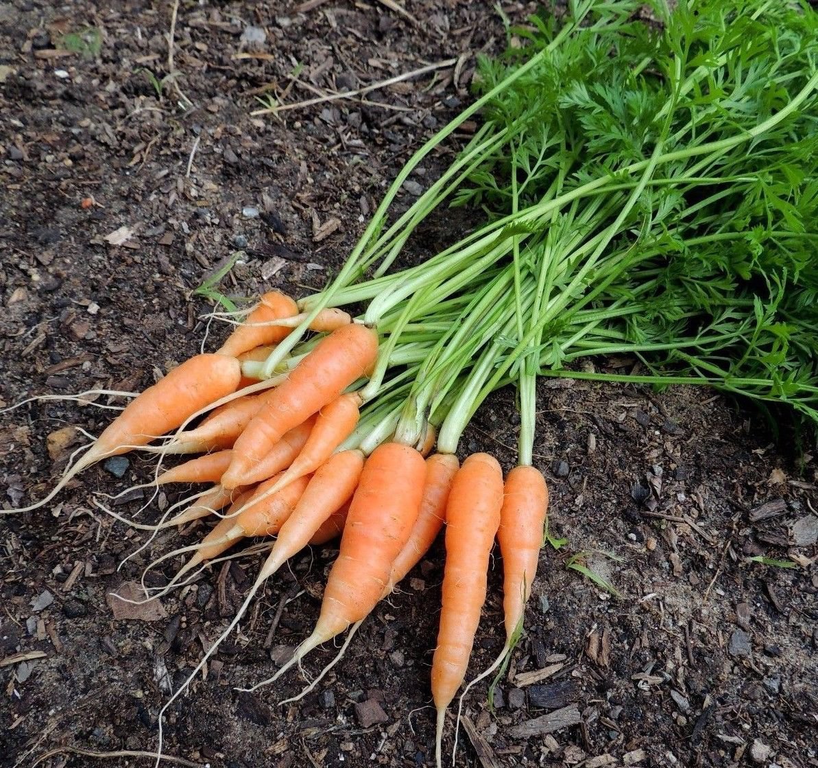 Little finger carrot 1500 seeds * NON GMO * ez grow * I11