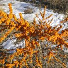 50 Sea Buckthorn seeds / Hippophae rhamnoides  Edible, Hardy, Showy *SHIPPING FROM US* CombSH M16
