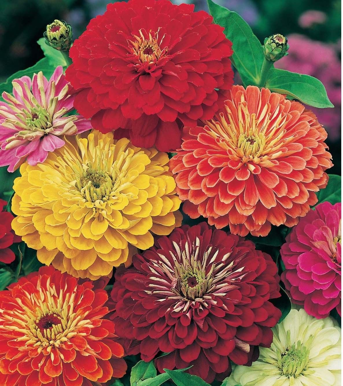 Цинния изящная (Zinnia elegans)