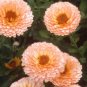 Calendula Pink Surprise 25 seeds * Herbal tea* Cut flower * Lovely * *SHIPPING FROM US* CombSH D41