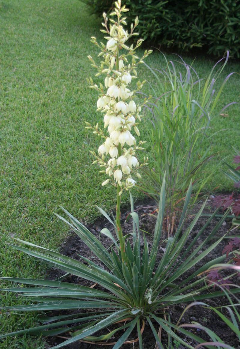 25 + Adams Needle seeds ( Yucca filamentosa ) Ornamental Shrub I77