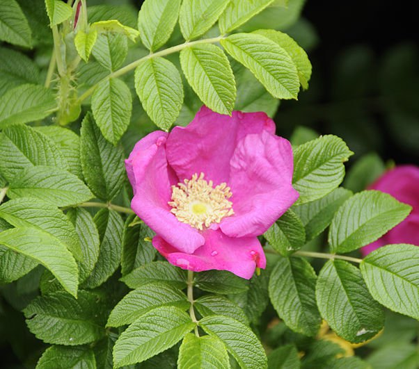 25 + pink rugosa rose seeds ( Rosa rugosa pink ) Hardy, Fast, Fragrant I78