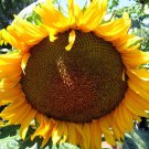 Giant Grey Stripe Sunflower 25 seeds * Big seeds * Edible * Screening L43