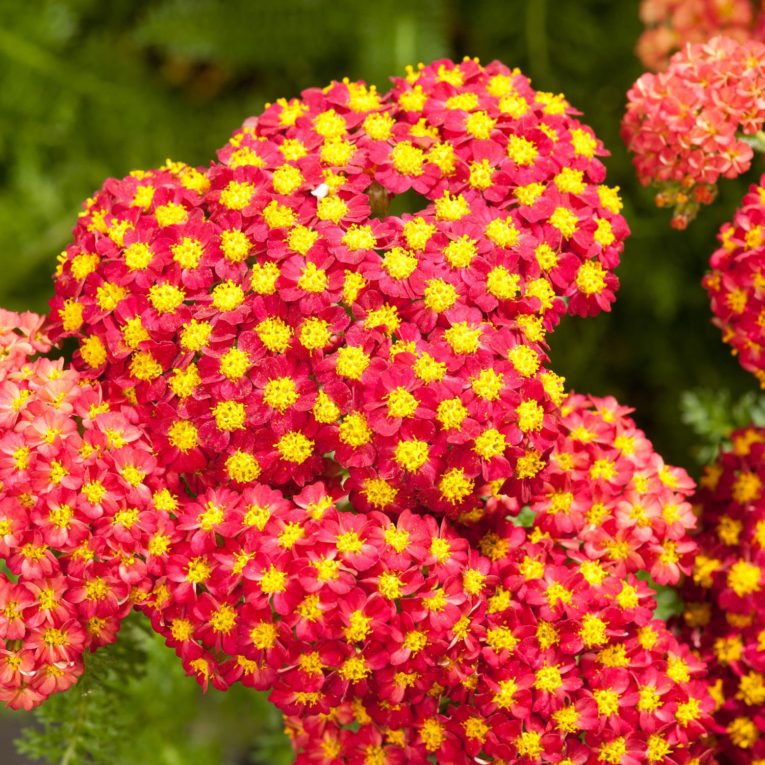 Achillea millefolium paprika