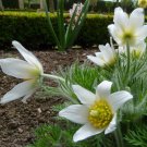 White Pasque Flower Amenone Pulsatilla Vulgaris 25 seeds *perennial* *SHIPPING FROM US* CombSH B32