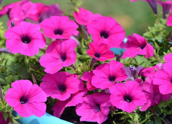 500 Petunia violacea Flower seeds wild petunia Violet color CombSH M82