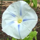 Blue Star Morning Glory 100 seeds Ipomoea Tricolor Easy Grow* *SHIPPING FROM US* CombSH