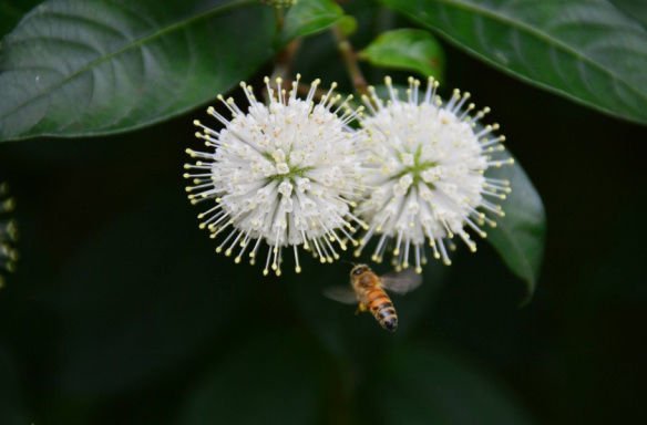 50 + Button Bush / HONEYB (Cephalanthus occidentalis) seeds Ornamental ...