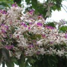 Lysidice rhodostegia 5 seeds Ornamental / Fragrant Tree  Very Rare  *SHIPPING FROM US* CombSH M73