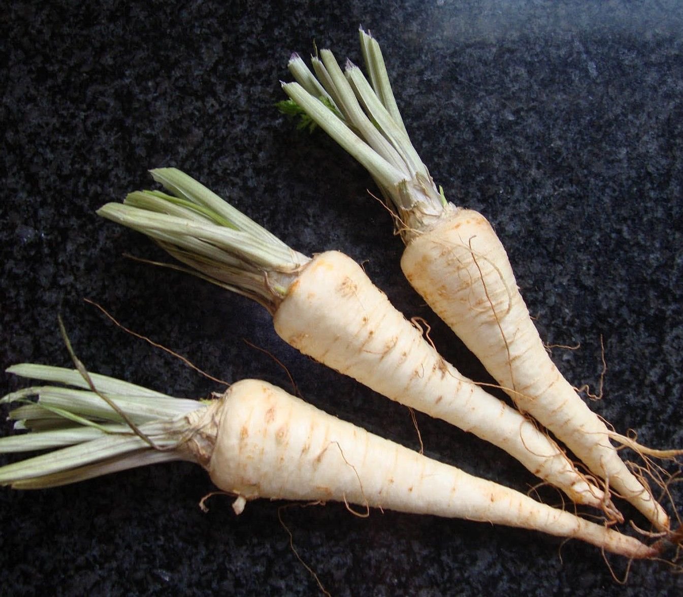 Hamburg Rooted Parsley 1000 seeds * NON GMO * ez grow * I13