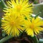 rhombophyllum dolabriforme 10 SEEDS *Exotic Cute Rare succulents Bonsai *SHIPPING FROM US* CombSH