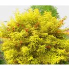 50 + Red Elderberry seeds (Sambucus racemosa) Ornamental  shrub Tree *SHIPPING FROM US* CombSH I85