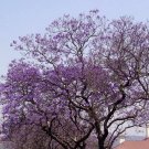 Royal Empress Tree 100 seeds Paulownia Tomentosa * Fastest Growing tree* *SHIPPING FROM US* CombSH